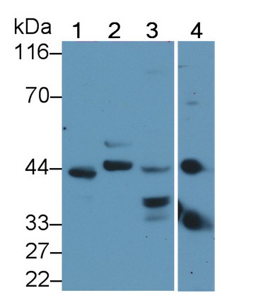 胱天蛋白酶4(CASP4)多克隆抗體