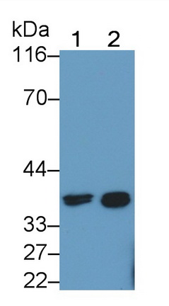 胱天蛋白酶4(CASP4)多克隆抗體