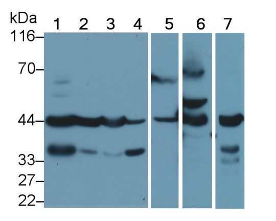 胱天蛋白酶4(CASP4)多克隆抗體