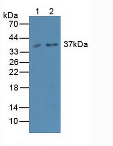 胱天蛋白酶4(CASP4)多克隆抗体