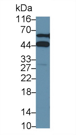 胱天蛋白酶4(CASP4)多克隆抗体