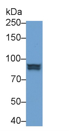 信号传导转录激活因子1(STAT1)多克隆抗体