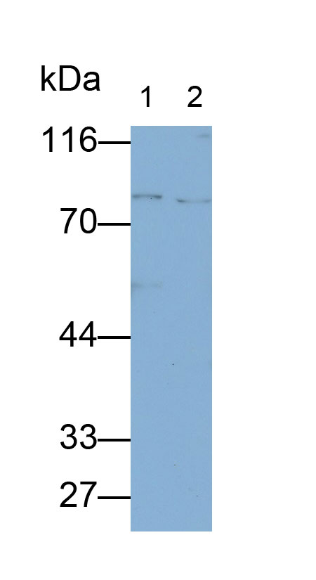 信号传导转录激活因子1(STAT1)多克隆抗体