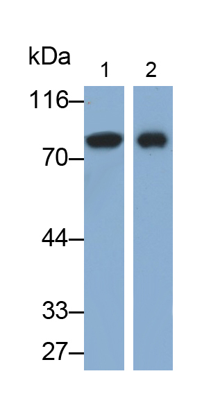 信号传导转录激活因子3(STAT3)多克隆抗体