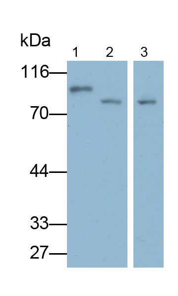 信号传导转录激活因子3(STAT3)多克隆抗体