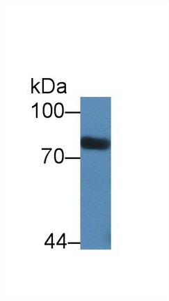 信号传导转录激活因子3(STAT3)多克隆抗体