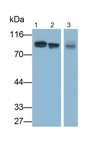 信号传导转录激活因子3(STAT3)多克隆抗体
