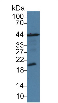 腫瘤壞死因子配體超家族成員13(TNFSF13)多克隆抗體