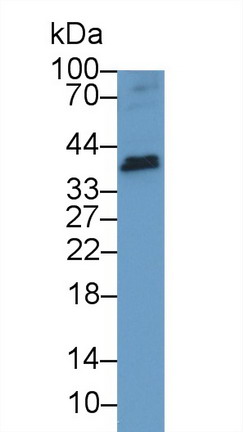 肿瘤坏死因子配体超家族成员13(TNFSF13)多克隆抗体