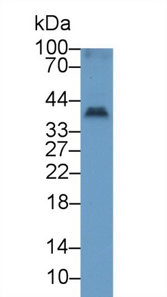 肿瘤坏死因子配体超家族成员13(TNFSF13)多克隆抗体