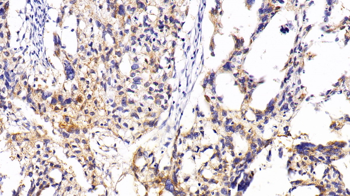 核糖核酸酶A3(RNASE3)多克隆抗體