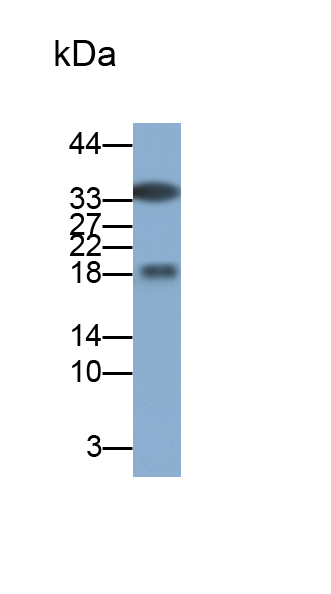 核糖核酸酶A3(RNASE3)多克隆抗體