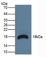 核糖核酸酶A3(RNASE3)多克隆抗体