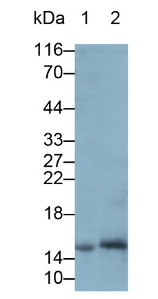 再生胰岛衍生蛋白1α(REG1a)多克隆抗体