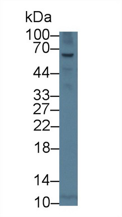 细胞分裂周期因子23(CDC23)多克隆抗体