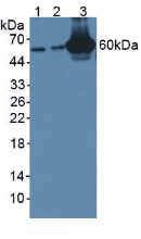 鳥苷酸結合蛋白4(GBP4)多克隆抗體