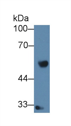 干扰素调节因子8(IRF8)多克隆抗体