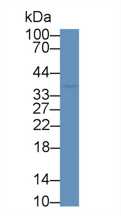 CD7分子(CD7)多克隆抗體