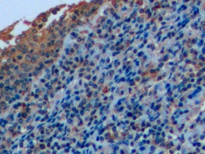 CD7分子(CD7)多克隆抗體