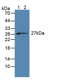 CD7分子(CD7)多克隆抗体