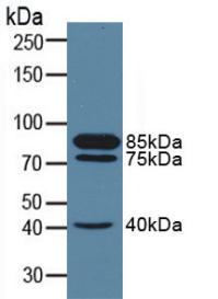 腦啡肽酶(CD10)多克隆抗體