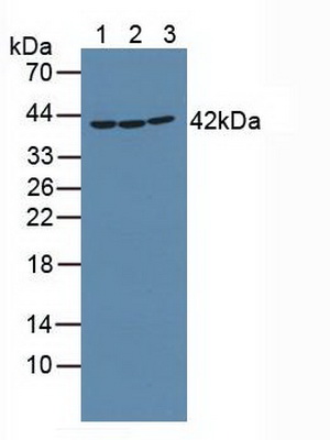 受体相互作用丝氨酸苏氨酸激酶2(RIPK2)多克隆抗体
