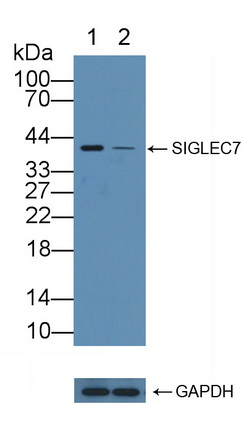 唾液酸結(jié)合Ig樣凝集素7(SIGLEC7)多克隆抗體