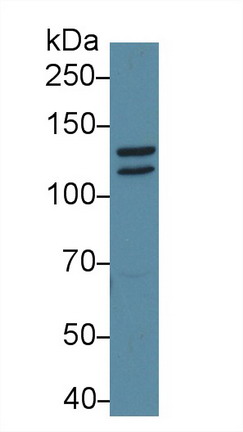 信号传导转录激活因子2(STAT2)多克隆抗体