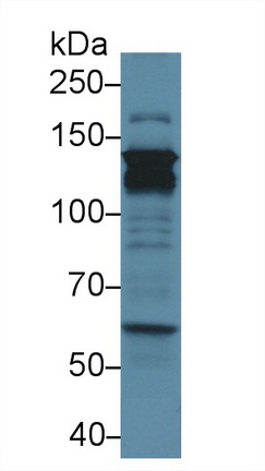 信号传导转录激活因子2(STAT2)多克隆抗体