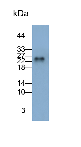 白介素32(IL32)多克隆抗體