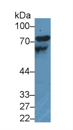 高分子量激肽原(HMWK)多克隆抗體
