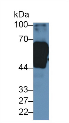 高分子量激肽原(HMWK)多克隆抗體