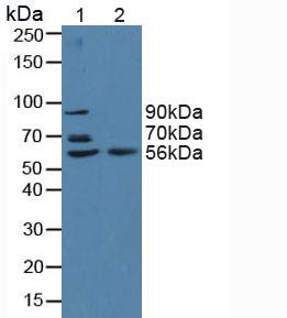 β-位淀粉樣前體蛋白裂解酶2(BACE2)多克隆抗體