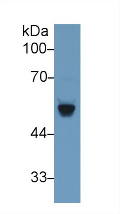 β-位淀粉樣前體蛋白裂解酶2(BACE2)多克隆抗體