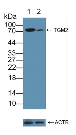 谷氨酰胺转胺酶2(TGM2)多克隆抗体