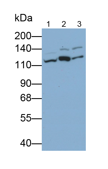 纽蛋白(VCL)多克隆抗体