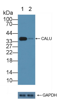 钙腔蛋白(CALU)多克隆抗体