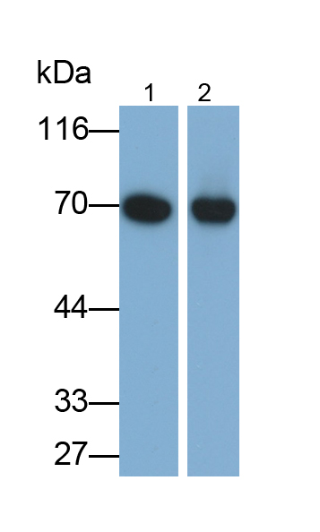 胎球蛋白B(FETUB)多克隆抗體