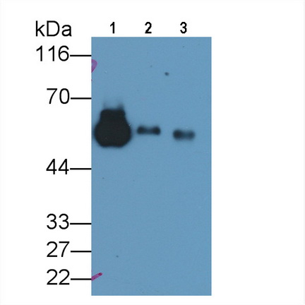 胎球蛋白B(FETUB)多克隆抗體