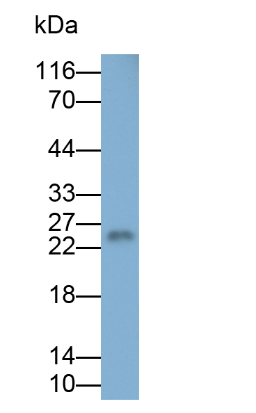 CD3d分子(CD3d)多克隆抗體