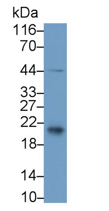 CD3d分子(CD3d)多克隆抗體