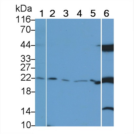 CD3d分子(CD3d)多克隆抗体