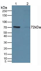 CD19分子(CD19)多克隆抗体