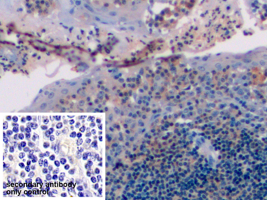CD19分子(CD19)多克隆抗体