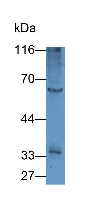 CD19分子(CD19)多克隆抗体