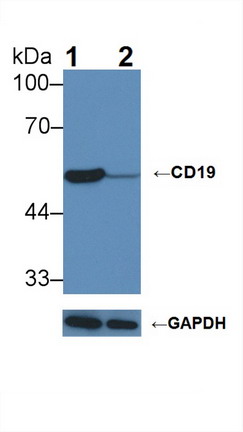 CD19分子(CD19)多克隆抗体