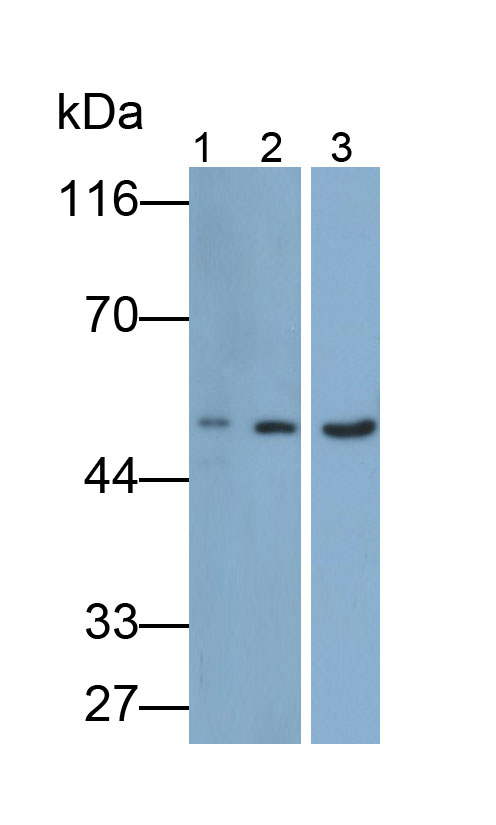 CD19分子(CD19)多克隆抗体