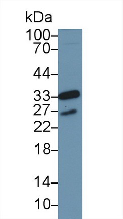 周期素依赖性激酶1(CDK1)多克隆抗体