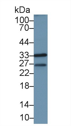 周期素依赖性激酶1(CDK1)多克隆抗体