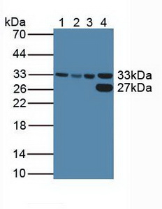 周期素依賴性激酶2(CDK2)多克隆抗體